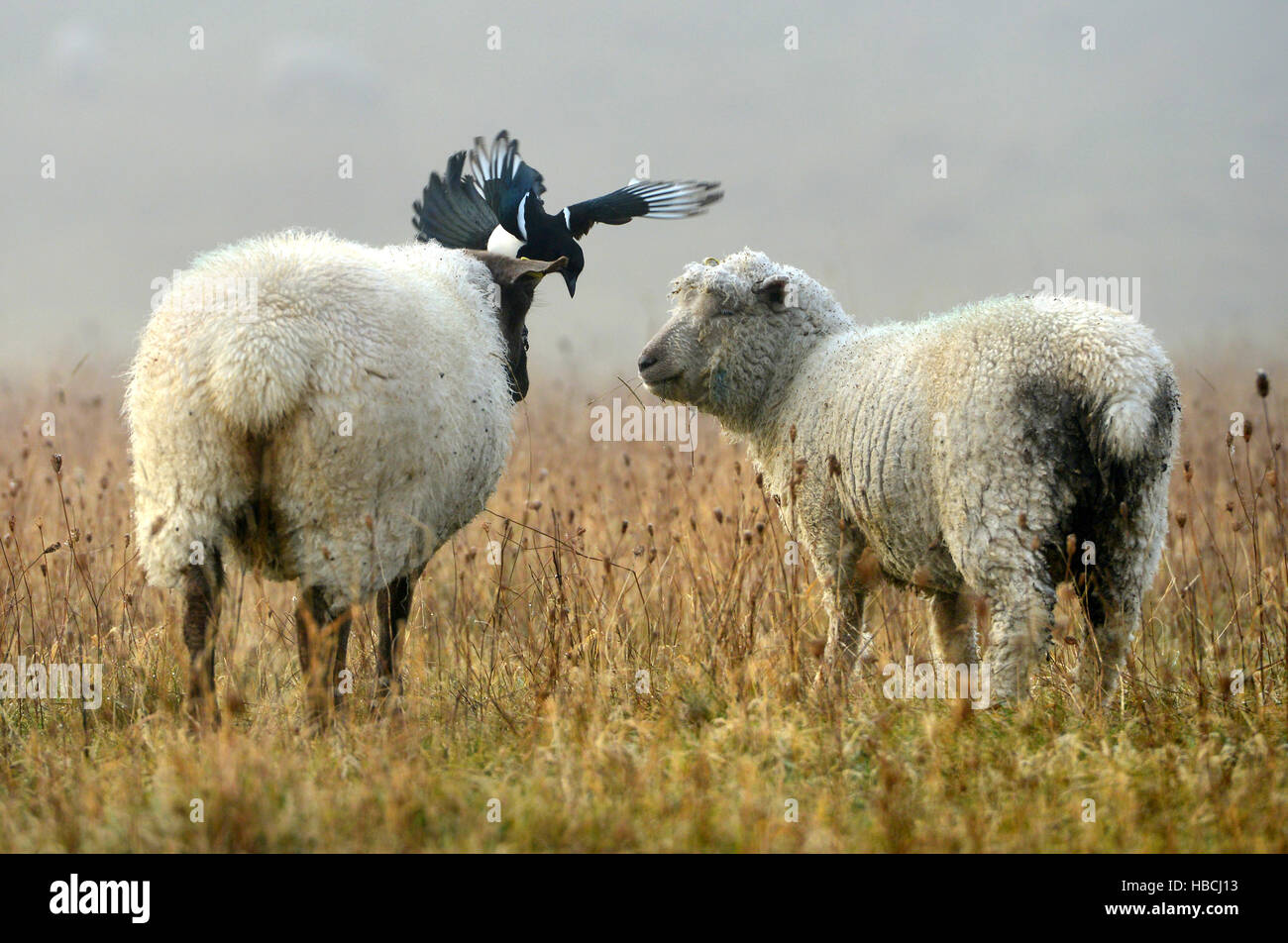 Pecore curato da gazza, South Downs National Park, East Sussex. Foto Stock