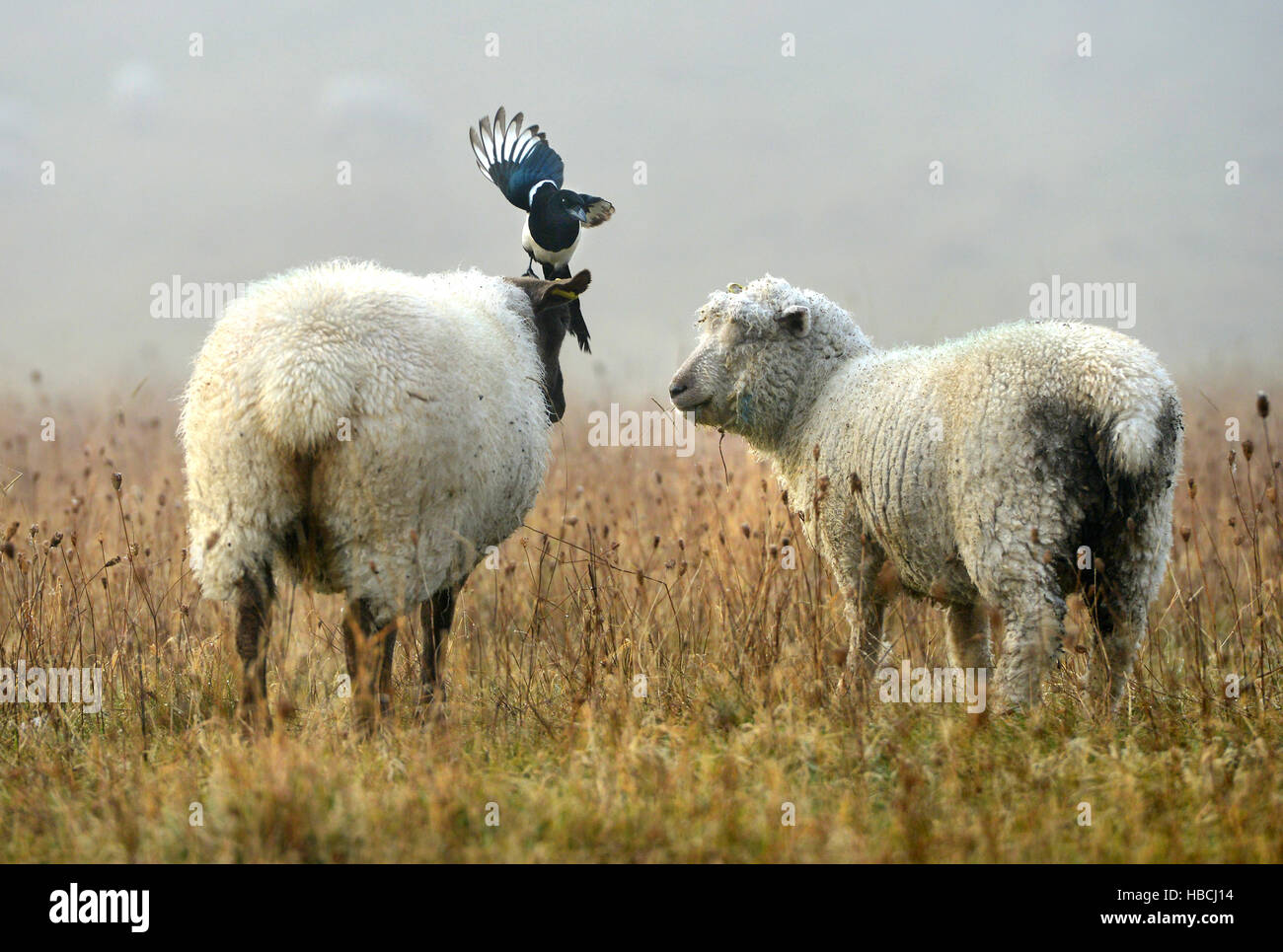 Pecore curato da gazza, South Downs National Park, East Sussex. Foto Stock