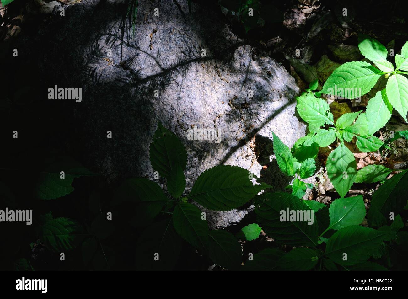 Luci e ombre sul suolo della foresta Foto Stock