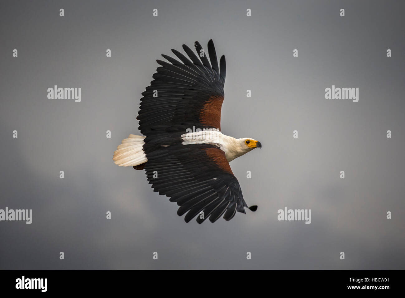 African fish eagle (Haliaeetus vocifer), Zimanga riserva privata, KwaZulu-Natal, Sud Africa Foto Stock