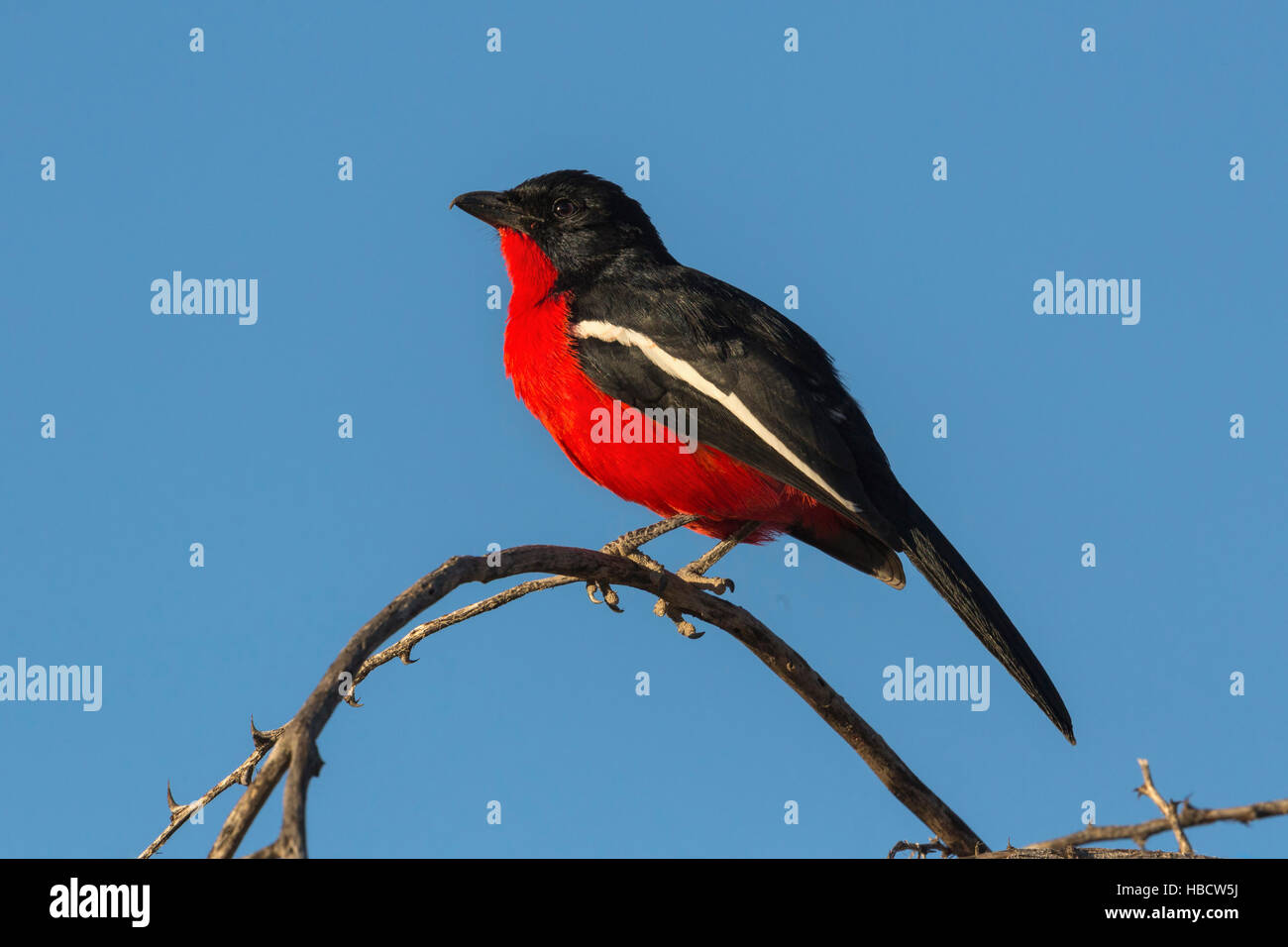 Crimson-breasted shrike (Laniarius atrococcineus), Kgalagadi Parco transfrontaliero, Sud Africa Foto Stock