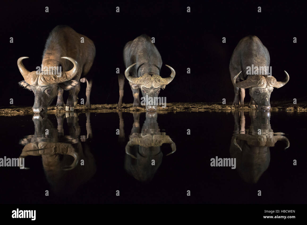 Bufali (Syncerus caffer) bere di notte, Zimanga riserva privata, KwaZulu-Natal, Sud Africa Foto Stock