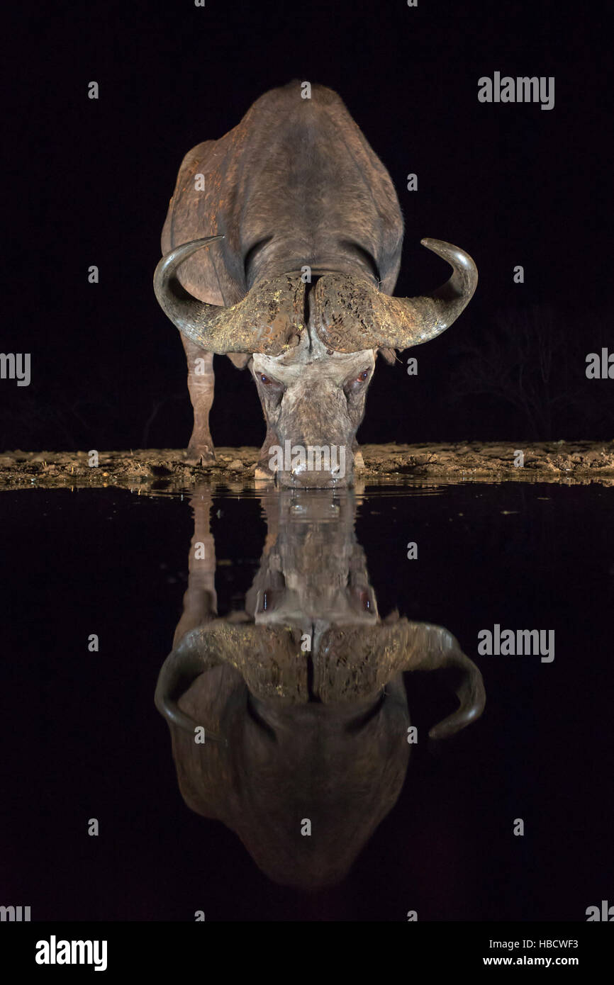 Bufali (Syncerus caffer) bere di notte, Zimanga riserva privata, KwaZulu-Natal, in Sudafrica, Foto Stock