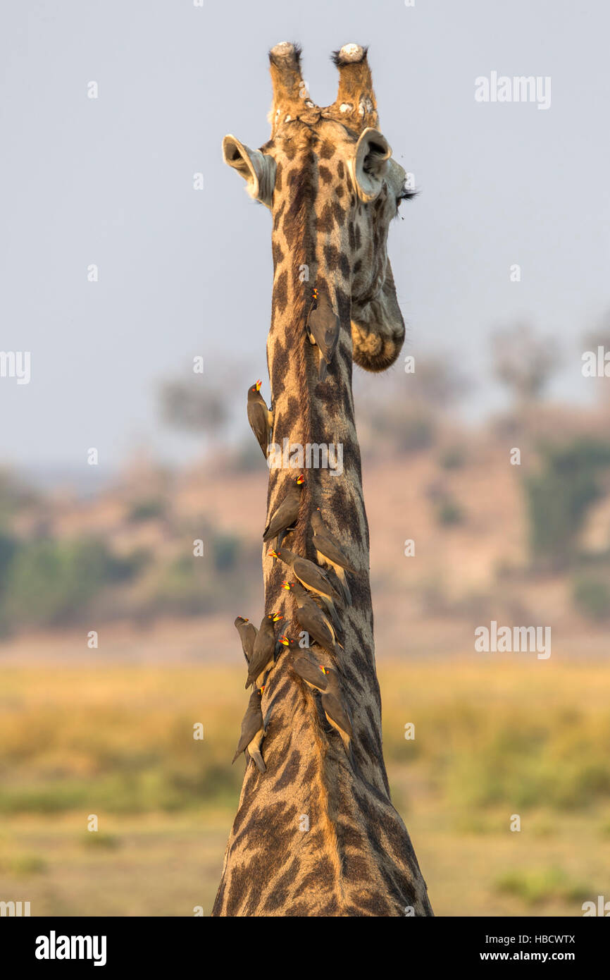 Giraffe (Giraffa camelopardalis) con yellowbilled oxpeckers (Buphagus africanus), Chobe National Park, Botswana, Africa Foto Stock