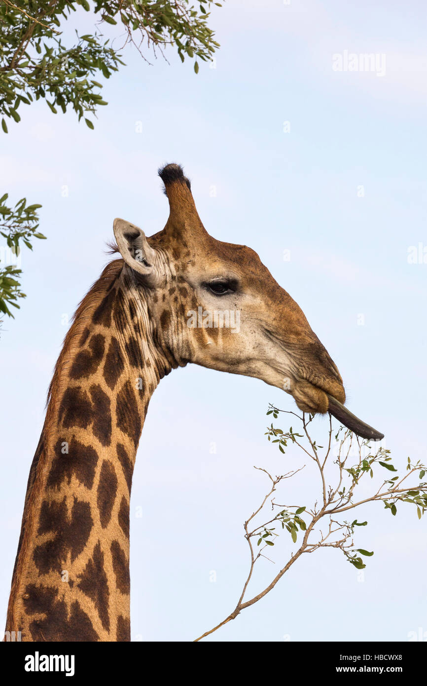 Giraffe (Giraffa camelopardalis) alimentazione, Kruger National Park, Sud Africa, Foto Stock