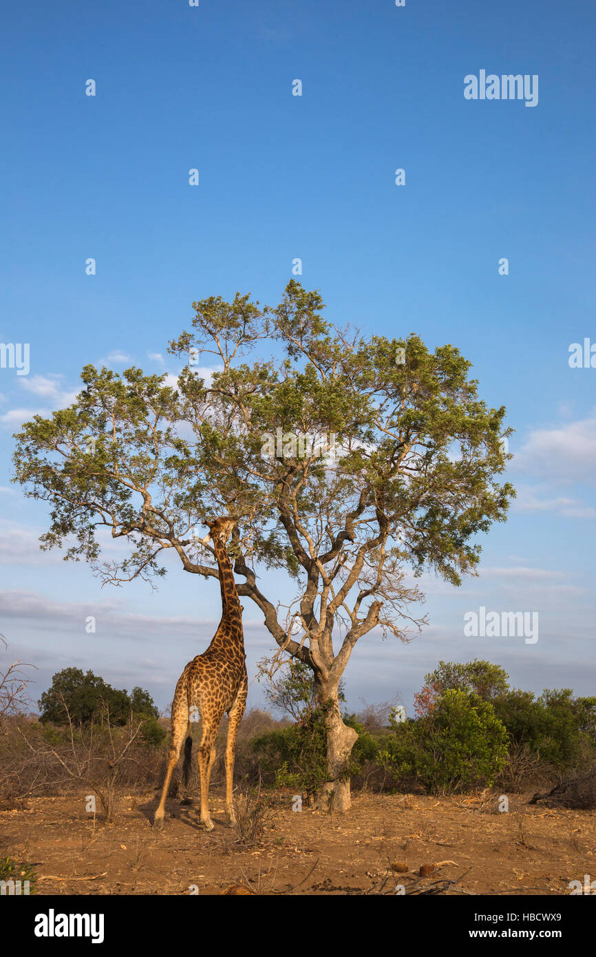 Giraffe (Giraffa camelopardalis) alimentazione, Kruger National Park, Sud Africa Foto Stock