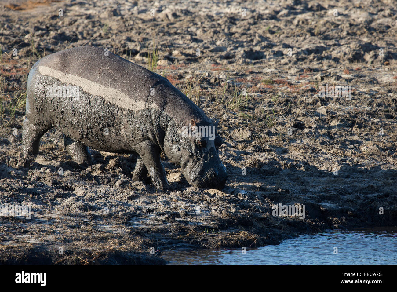 Ippopotamo (Hippopotamus amphibius), il fiume Chobe, Botswana Foto Stock