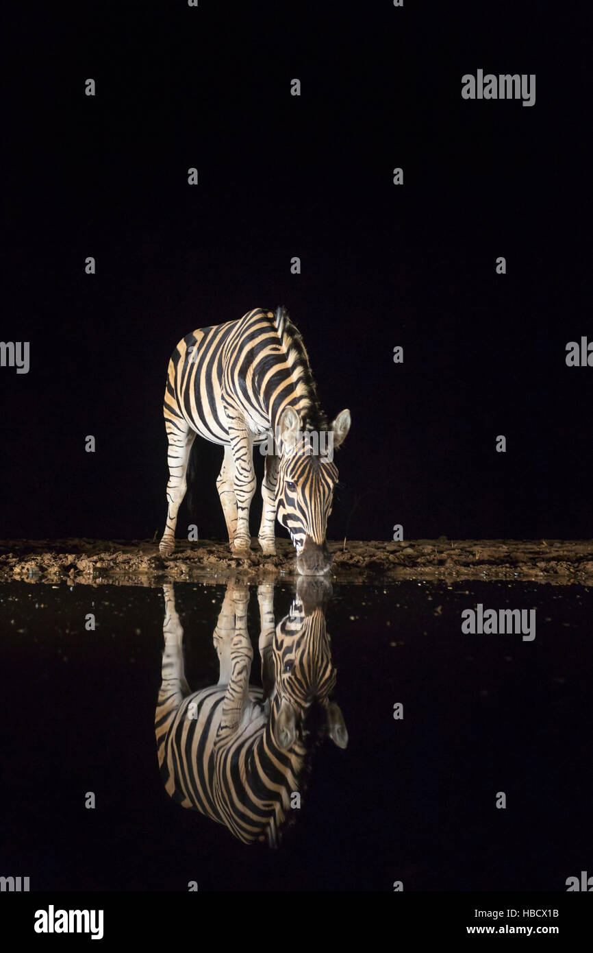 Le pianure zebra (Equus quagga) bere di notte, Zimanga riserva privata, KwaZulu-Natal, Sud Africa Foto Stock