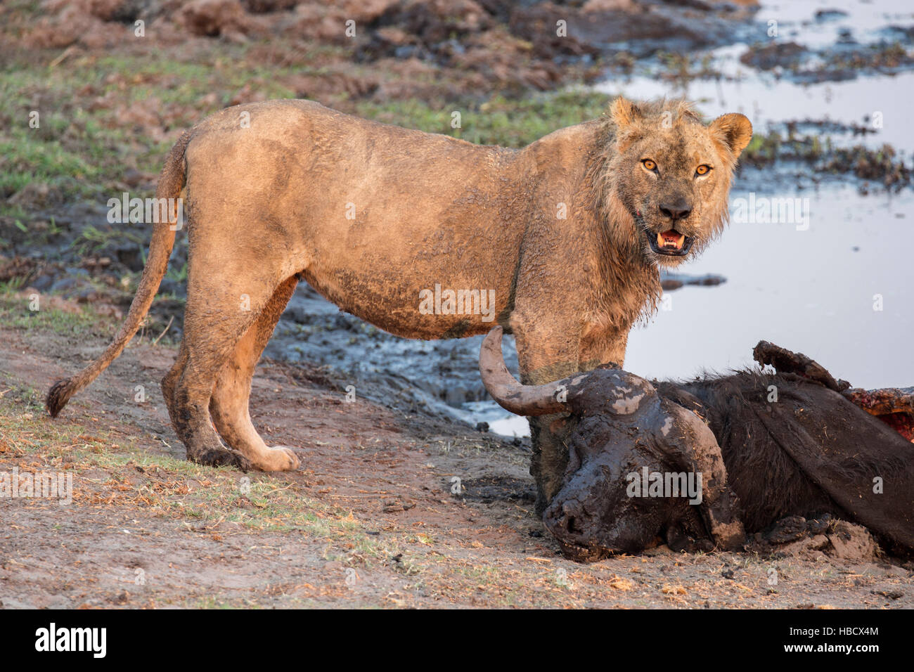 Giovane maschio lion (Panthera leo) su buffalo kill, Chobe National Park, Botswana, Foto Stock