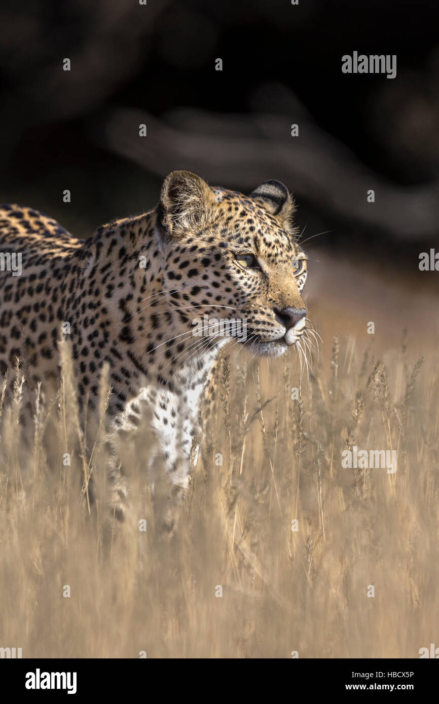 Leopard femmina (Panthera pardus), Kgalagadi parco transfrontaliero, Sud Africa Foto Stock