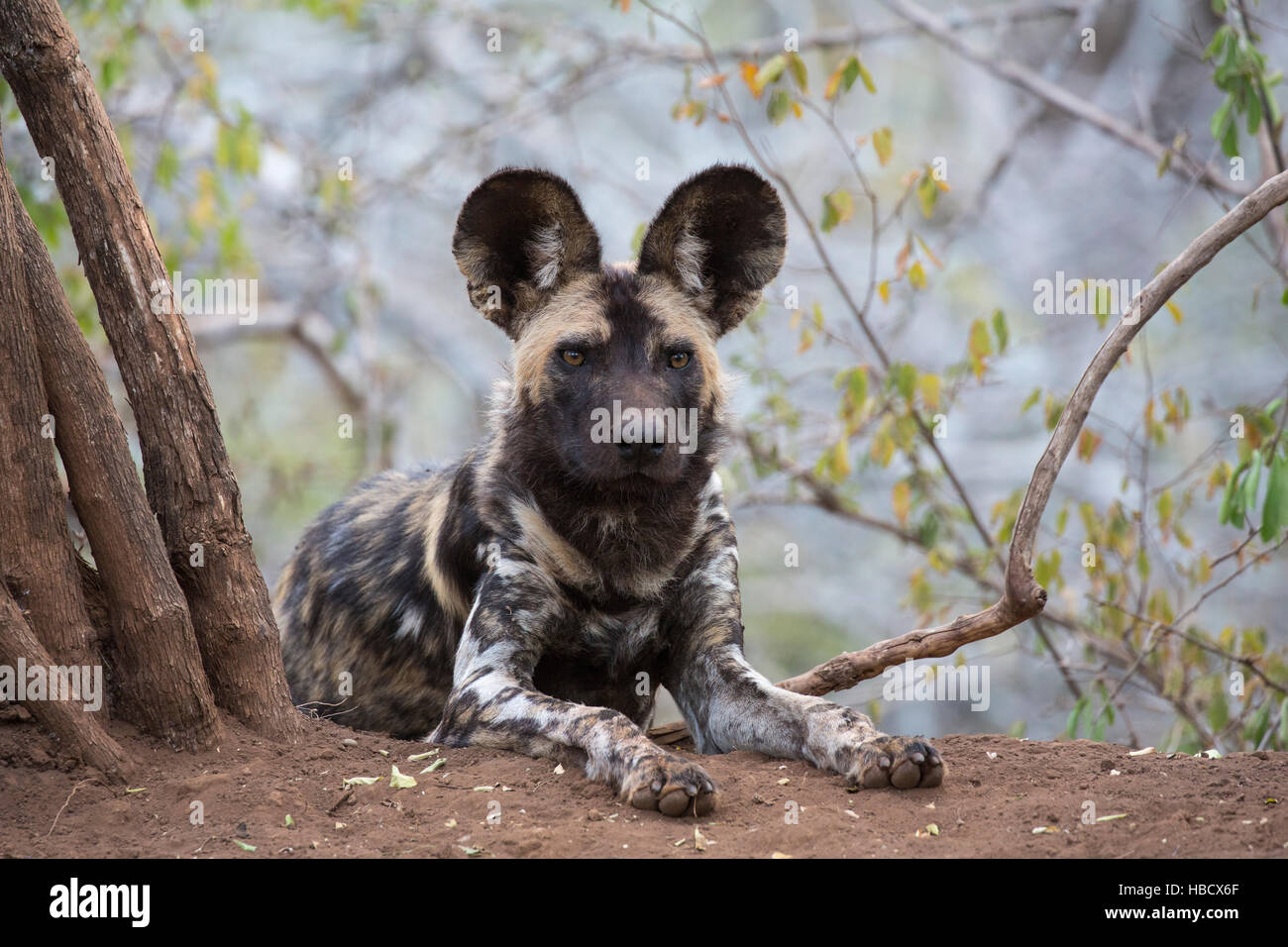 African wild dog (Lycaon pictus), Zimanga riserva privata, KwaZulu-Natal, Sud Africa Foto Stock