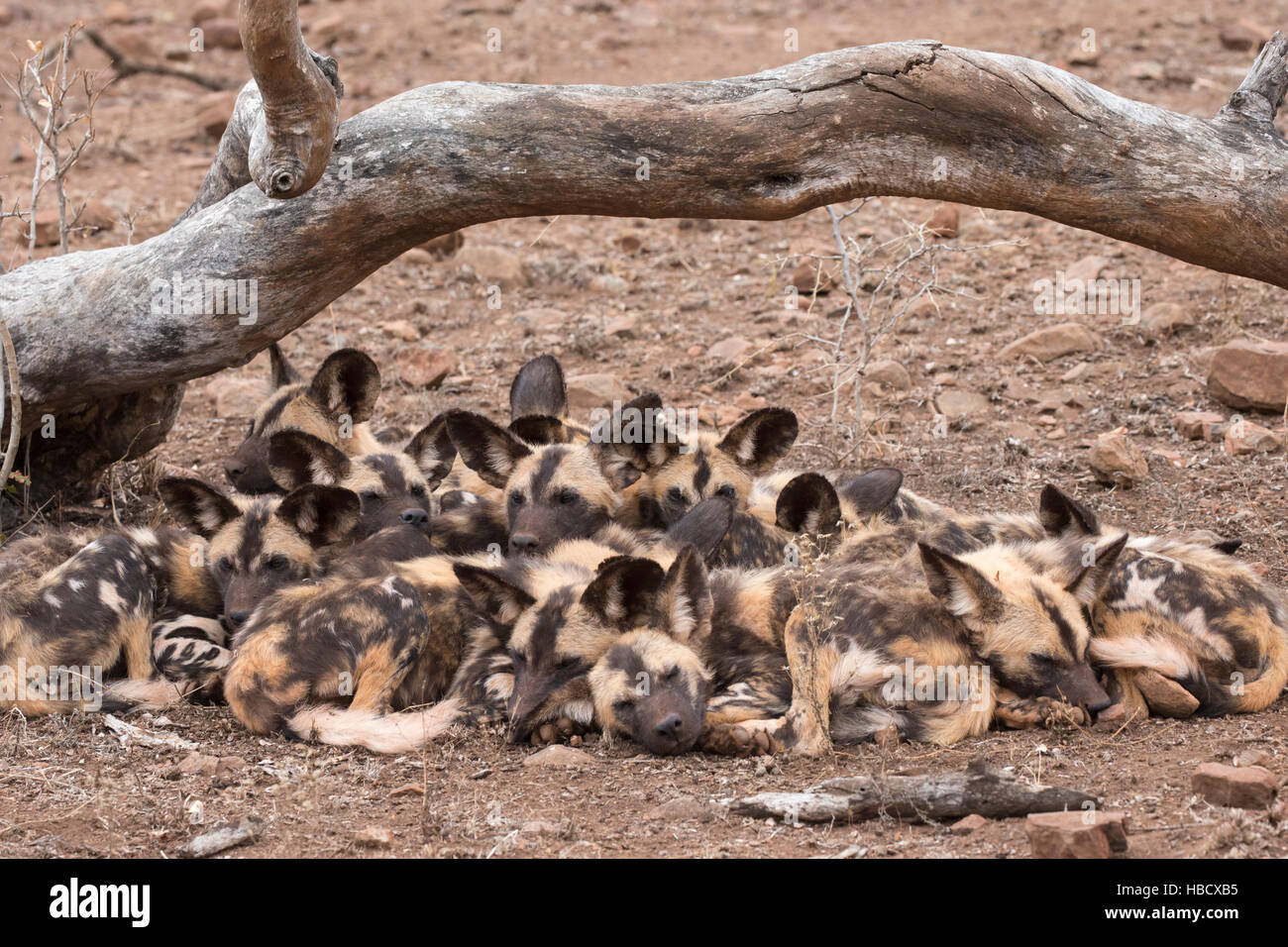 African wild dog (Lycaon pictus) a riposo, Zimanga riserva privata, KwaZulu-Natal, Sud Africa Foto Stock