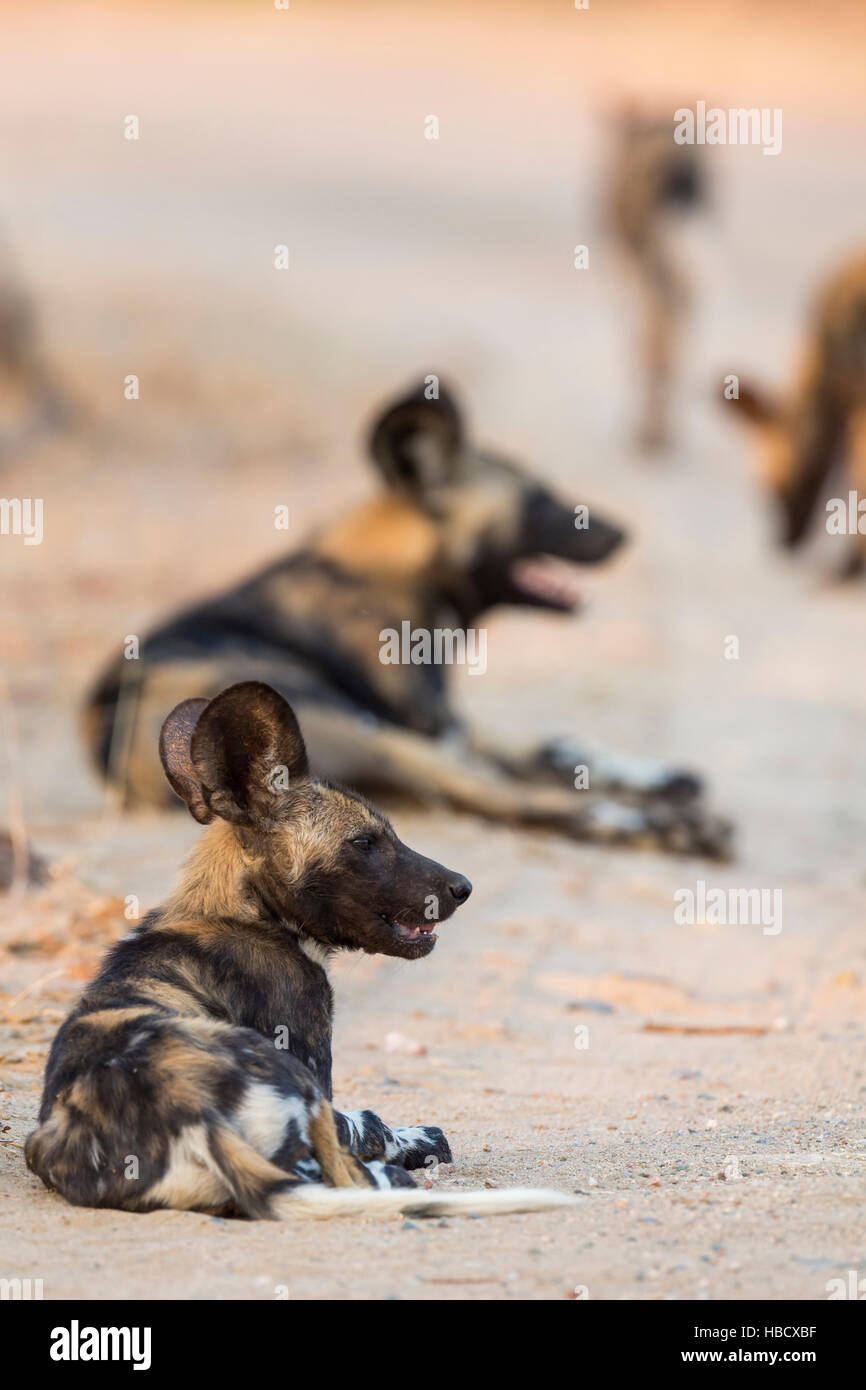 African wild dog (Lycaon pictus) a riposo, il parco nazionale Kruger, Sud Africa, Foto Stock