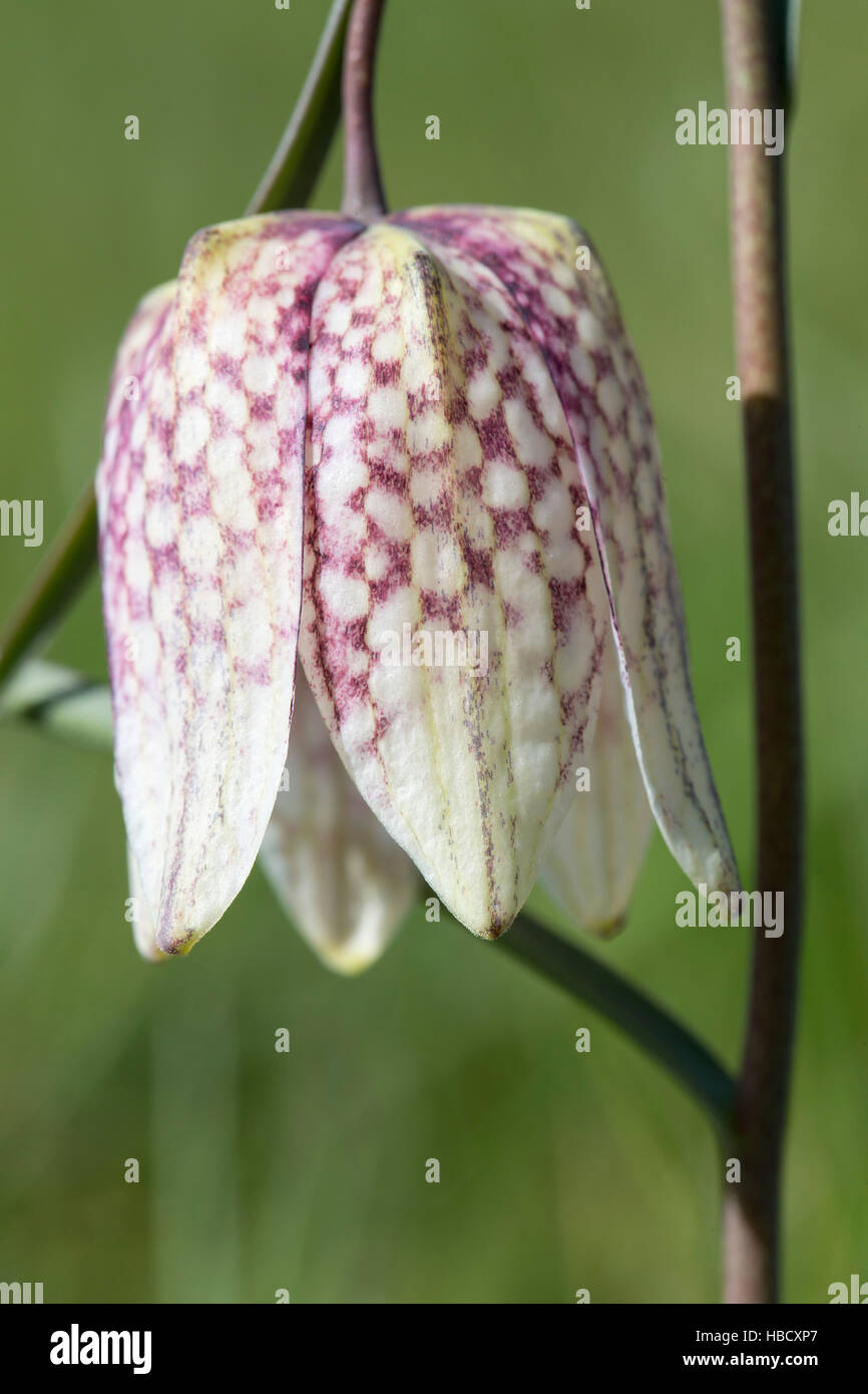 Fritillary Snakeshead (Fritillaria meleagris), Iffley Prato, Oxford Foto Stock