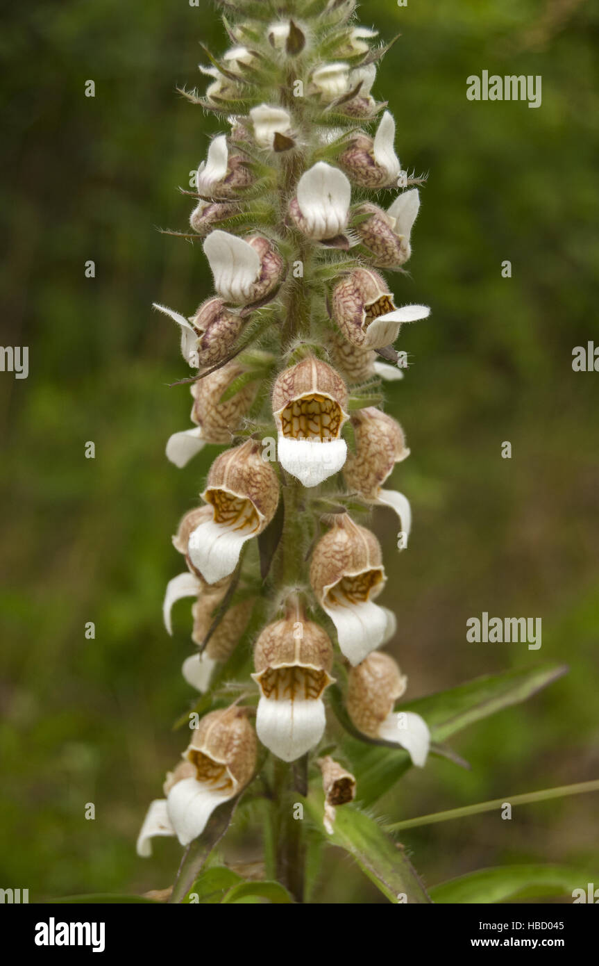 Digitalis lanata impianto Foto Stock