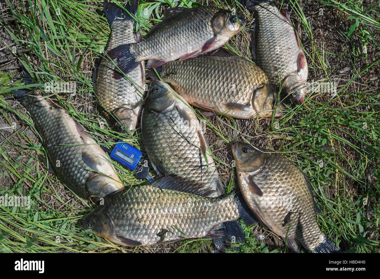 Carassi Foto Stock