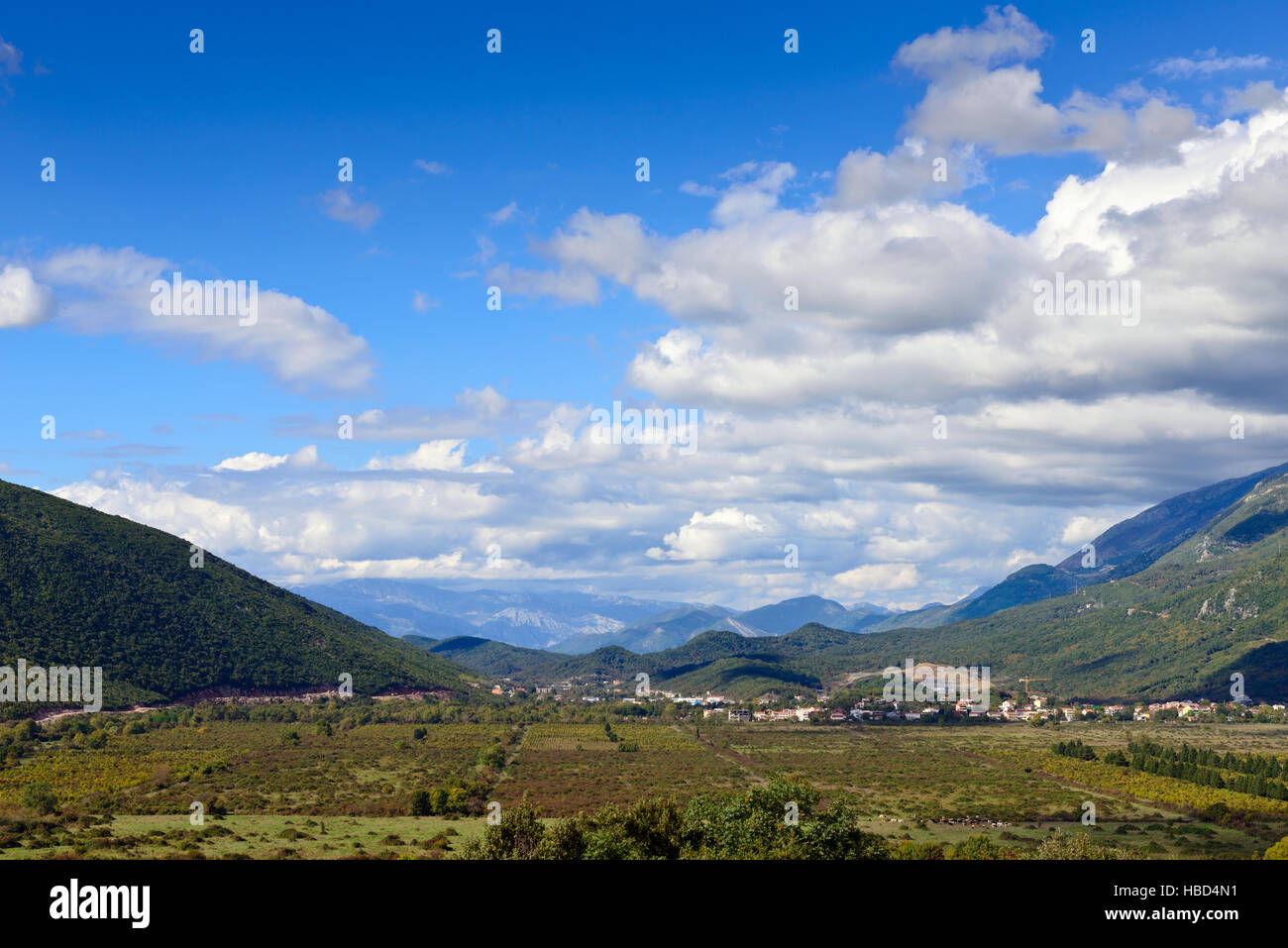 Uva verde campi in Montenegro Foto Stock