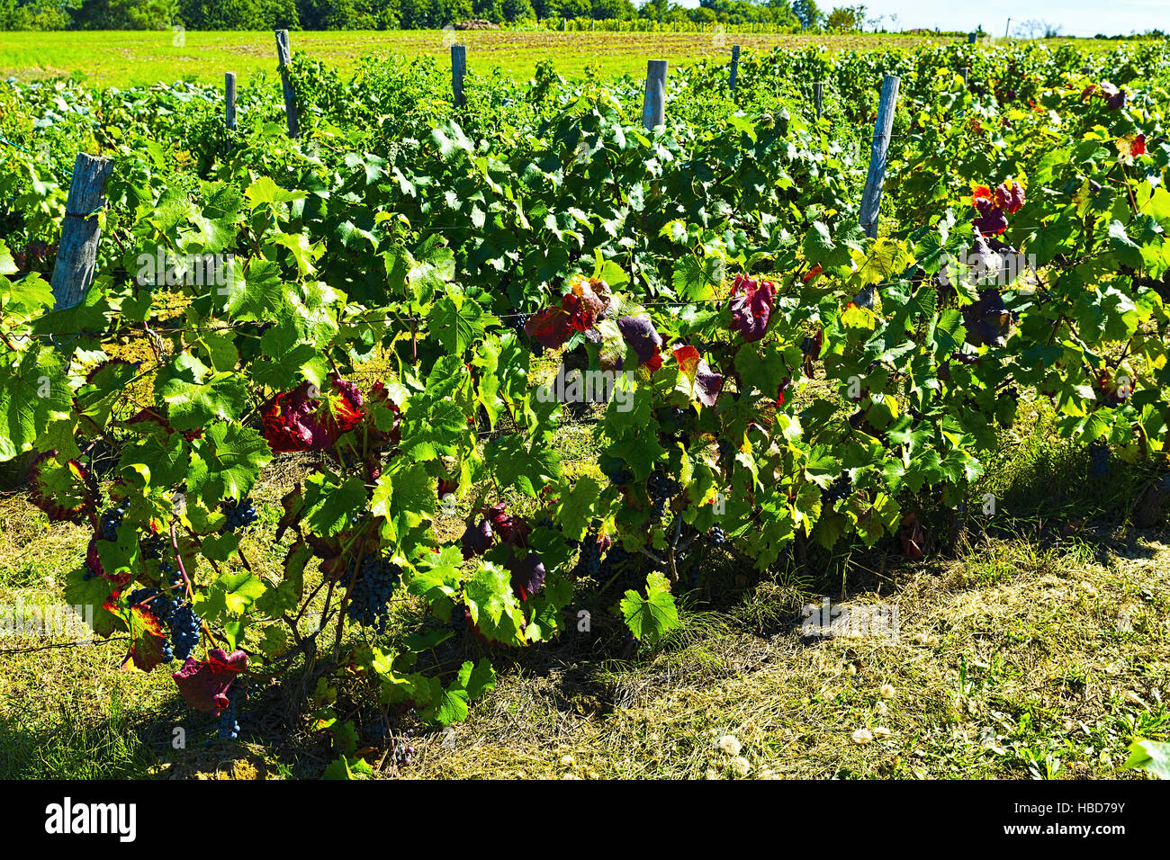 Piccolo vigneto Foto Stock