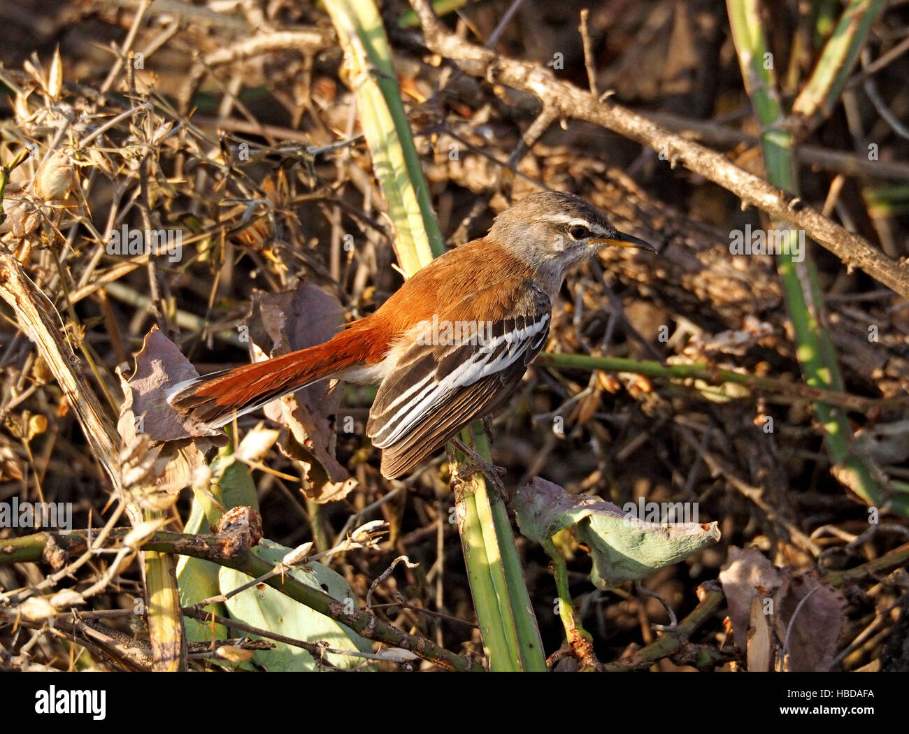 White-Browed Scrub-Robin (Cercotrichas leucophrix) con castagne indietro nel folto cespuglio a Lake Baringo Rift Valley Kenya Africa Foto Stock