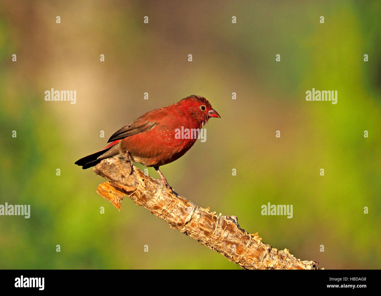 Red-Billed maschio Firefinch (Lagonosticta senegala) appollaiato sulla punta della sfaldatura branch at Lake Baringo Rift Valley Kenya Africa Foto Stock