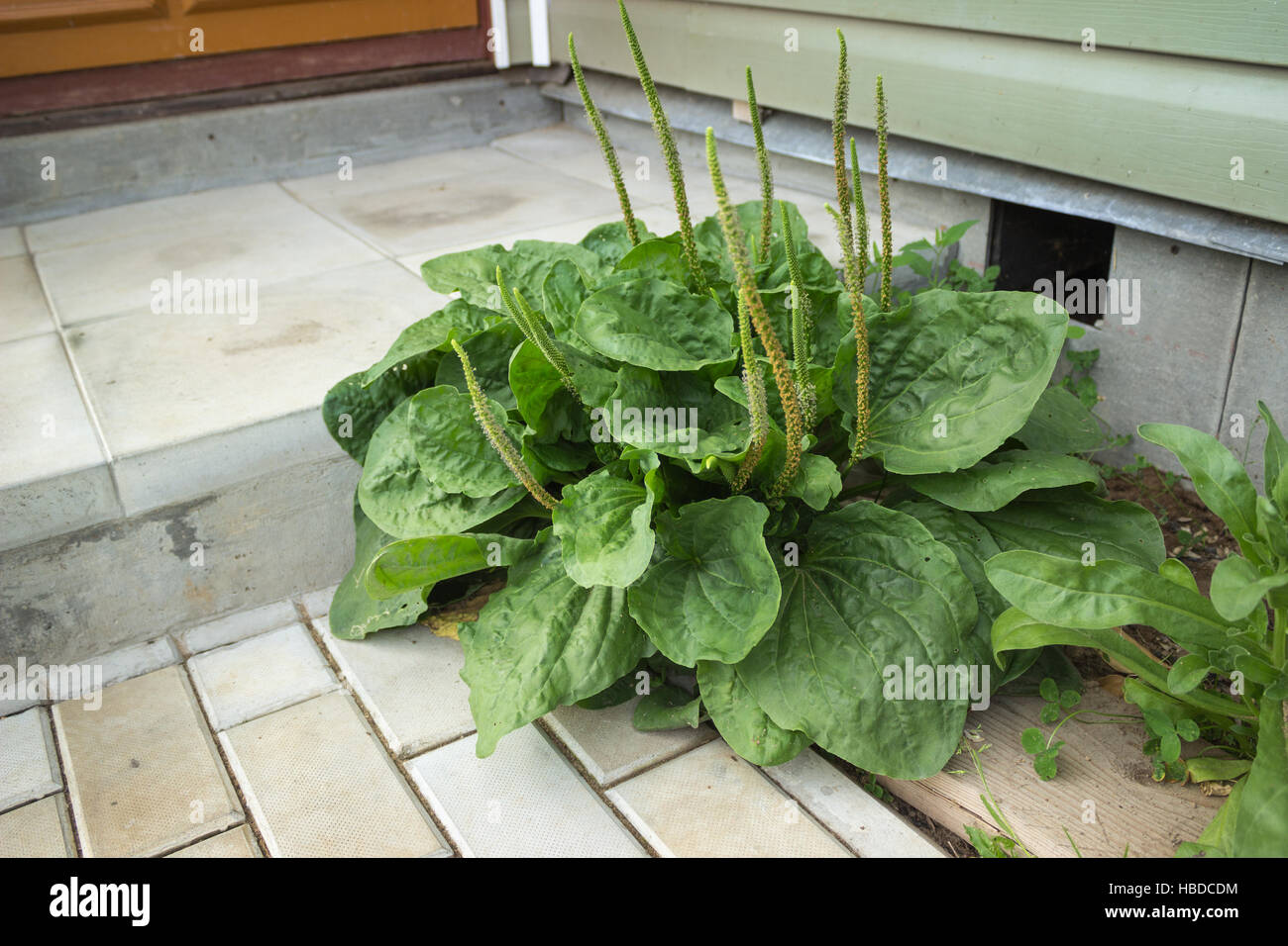 Impianto di psillio Foto Stock