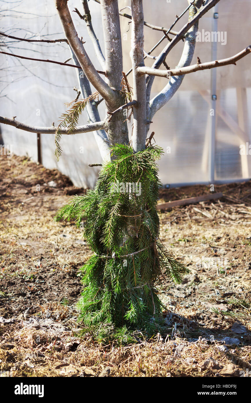 Proteggere l'albero dal mouse Foto Stock