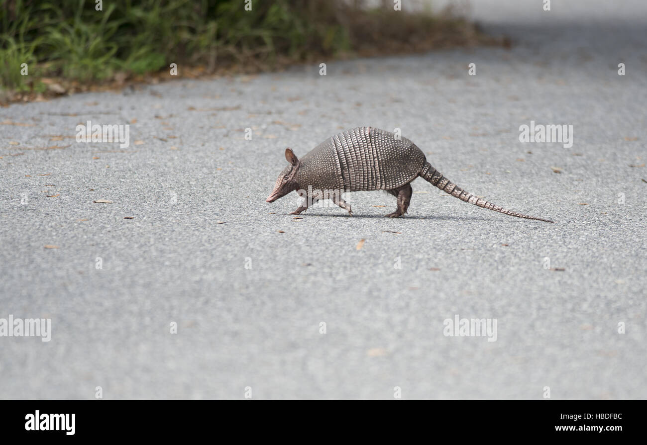 Wild armadillo attraversare una strada Foto Stock