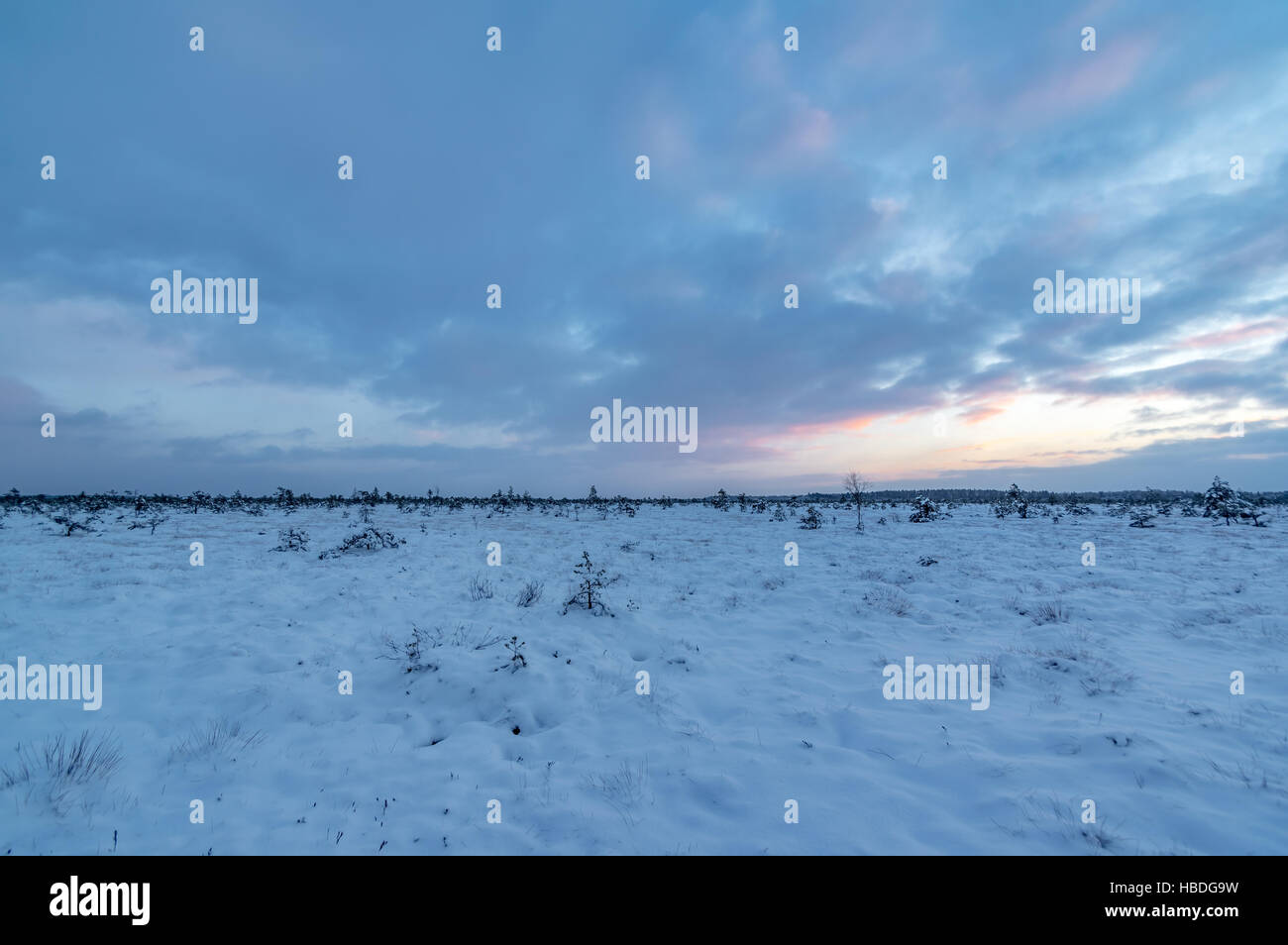 In inverno la torba o Bog paesaggio al tramonto Foto Stock