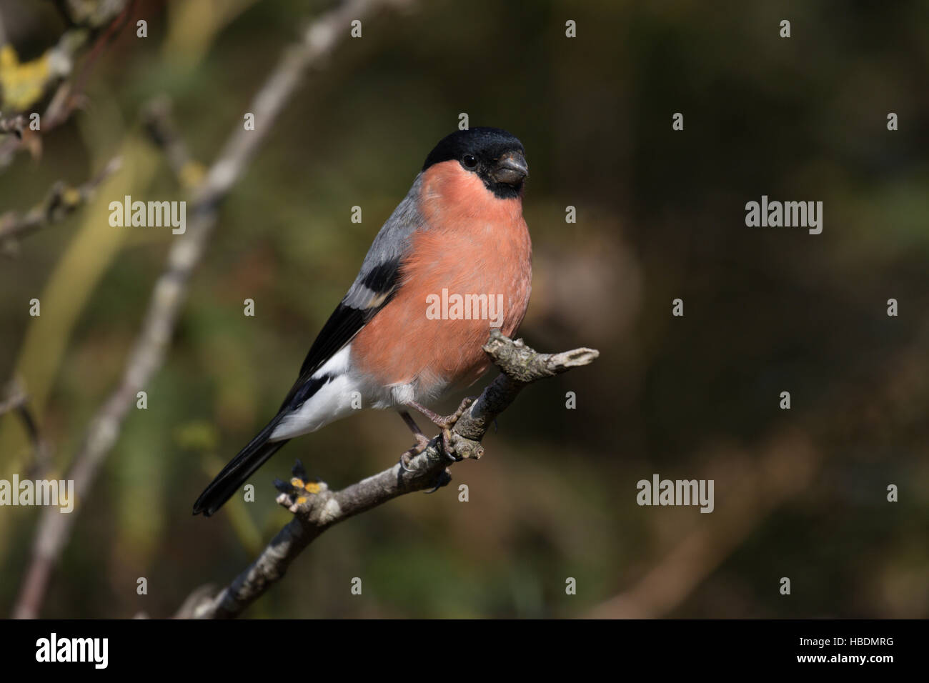 Bullfinch (maschio) Foto Stock