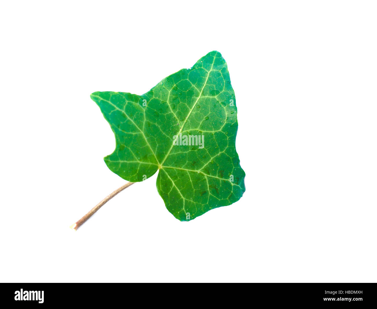 Ivy Hedera foglie di piante Foto Stock