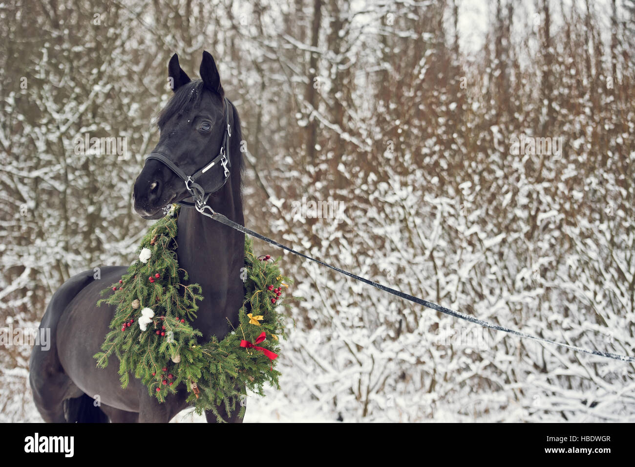 Immagini Di Natale Con Cavalli.Cavallo Nero Con Ghirlanda Di Natale Inverno Foto Stock Alamy