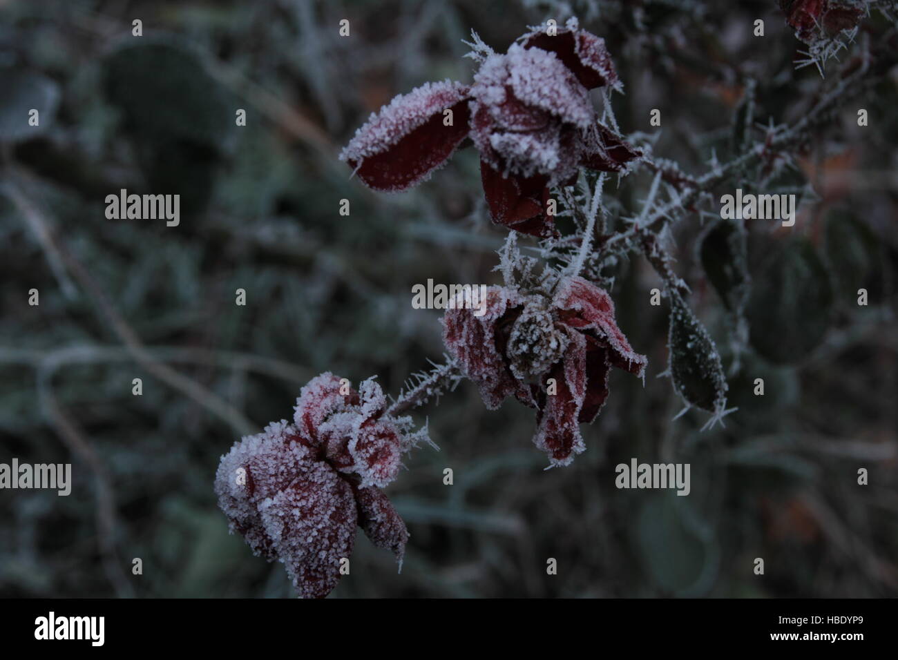 Iced leafs al mattino Foto Stock