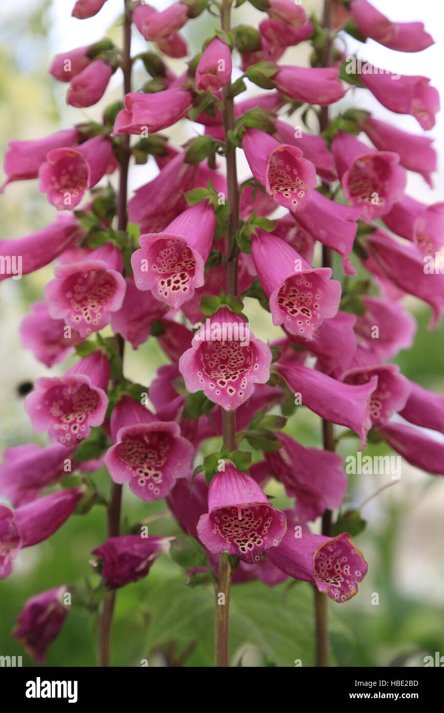 Foxglove, Digitalis purpurea Foto Stock