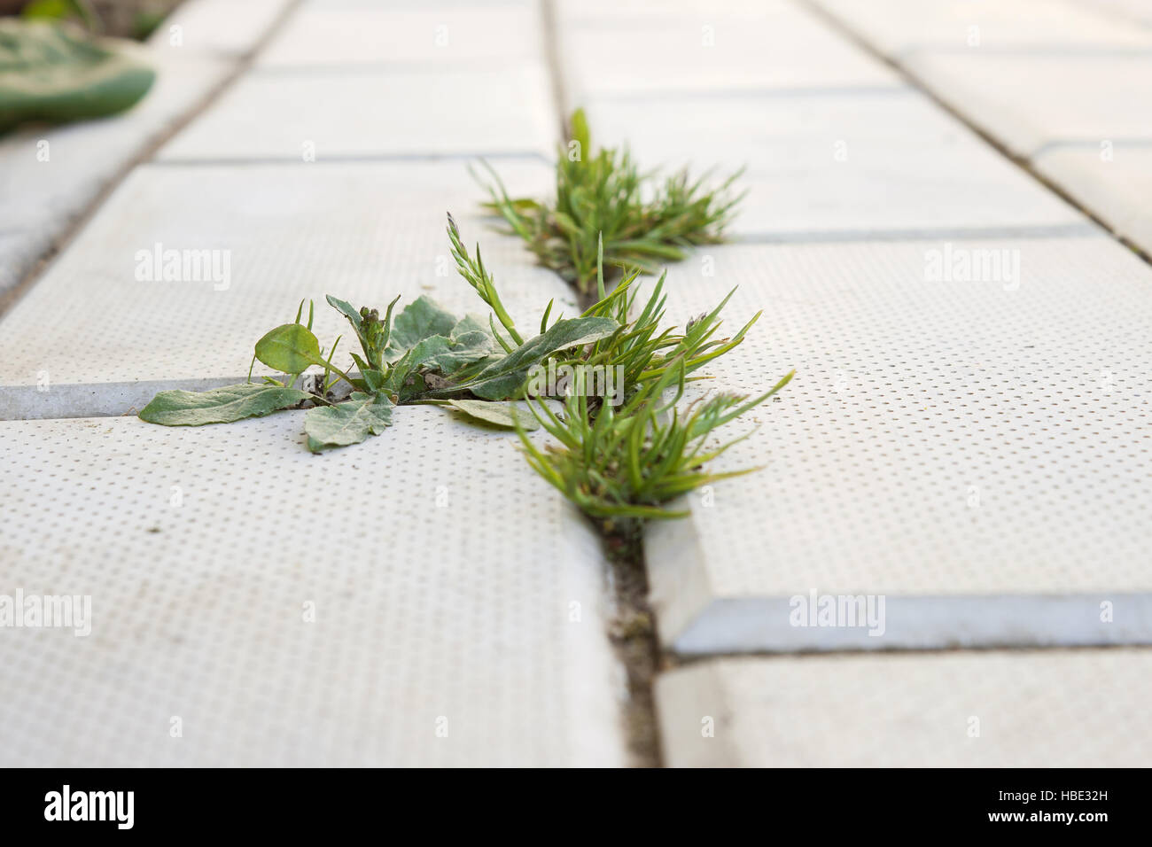 L'erba cresce sul pavimento in calcestruzzo Foto Stock