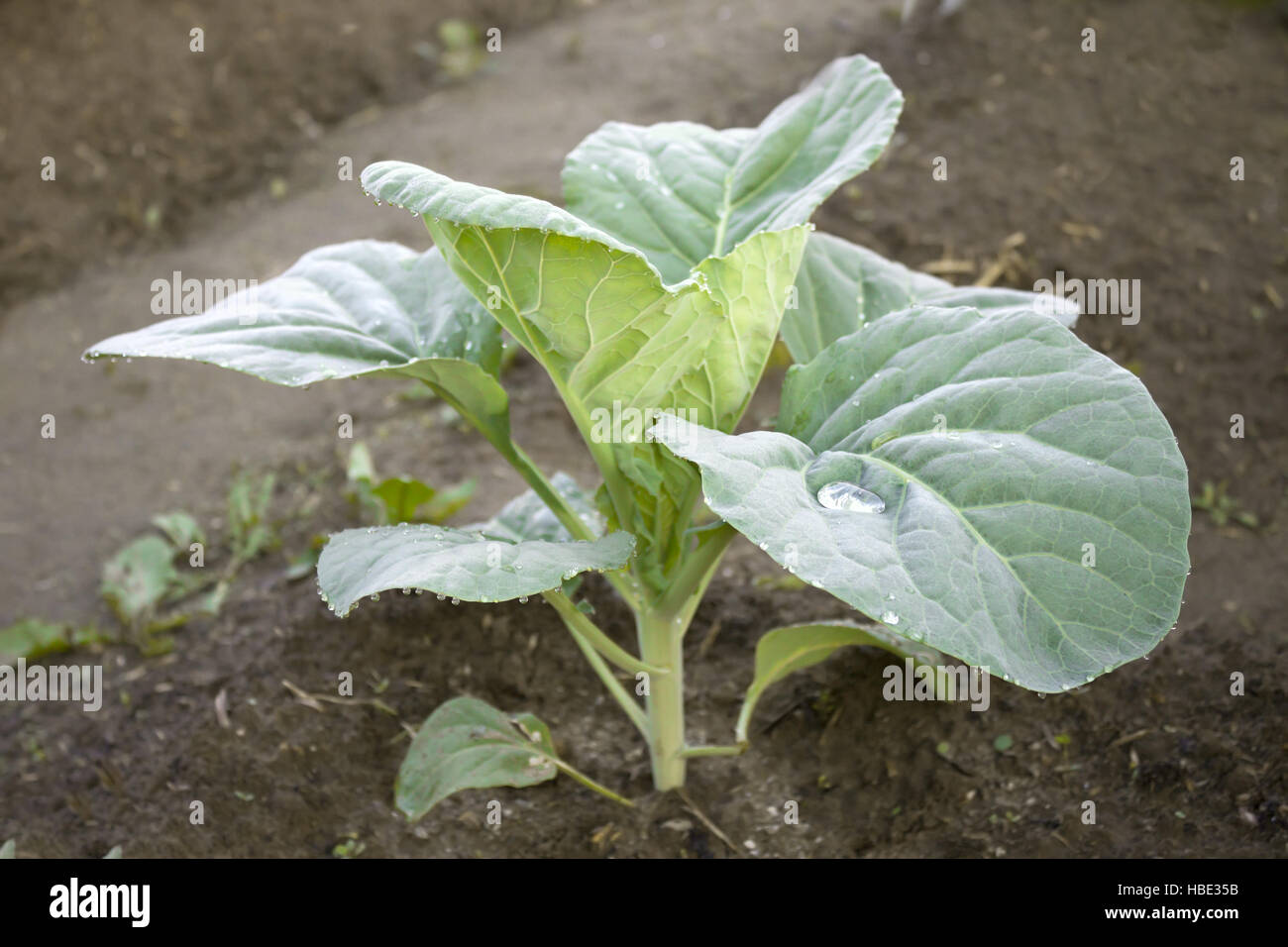 Giovani piante di cavolo nero Foto Stock