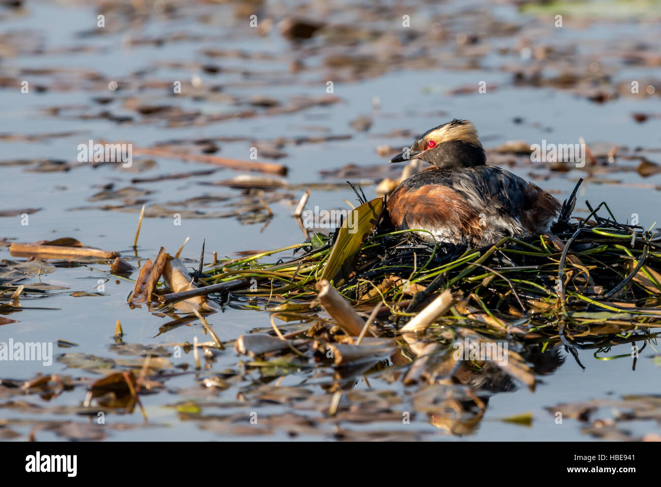 Il meditabondo cornuto svasso (Podiceps auritus) sulla parte superiore del nido galleggiante. Foto Stock