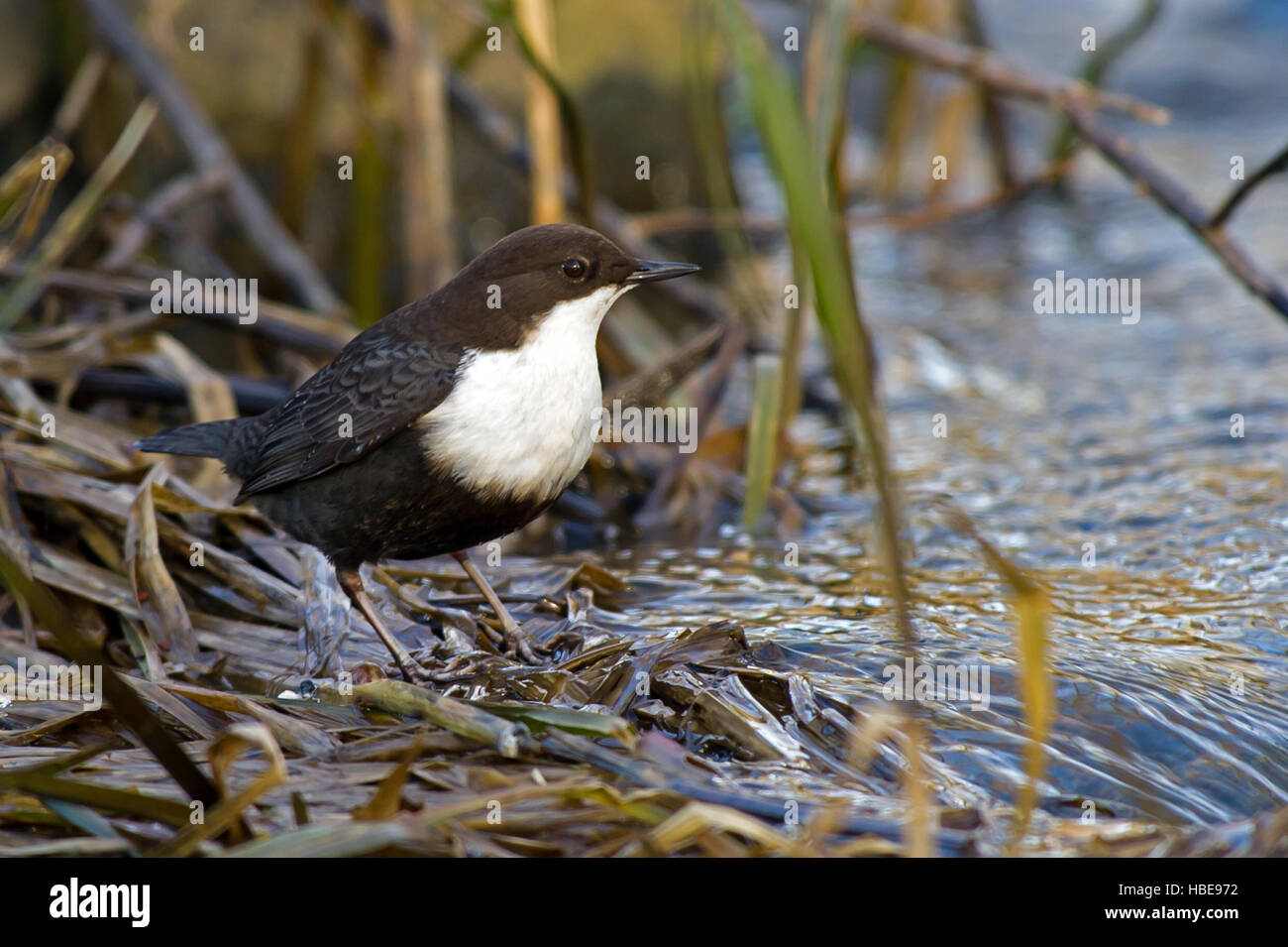 Il bianco-throated bilanciere (Cinclus cinclus) o solo il bilanciere, è un aquatic passerine bird trovati nei flussi Foto Stock