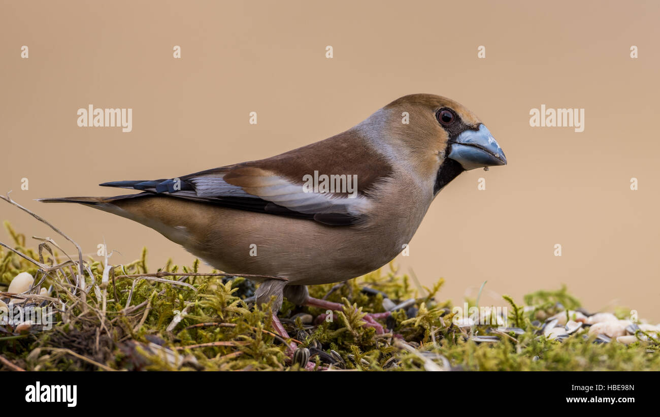 La bellissima Hawfinch (Coccothraustes coccothraustes) che mostra il suo profilo con la coda corta e grande becco forte. Foto Stock