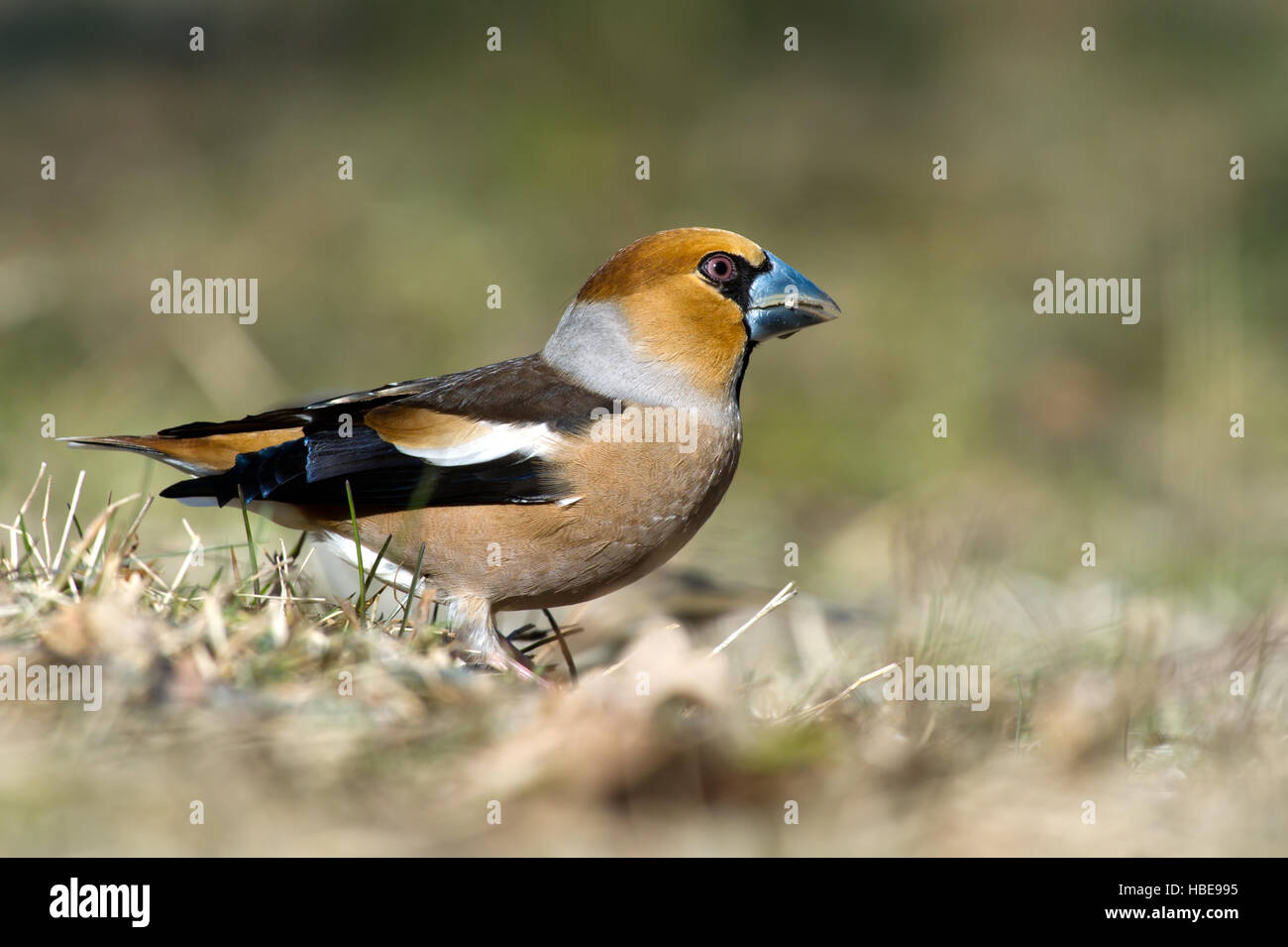 La bellissima Hawfinch (Coccothraustes coccothraustes) mostrando la sua coda corta e grande becco forte con un bel bokeh di fondo Foto Stock