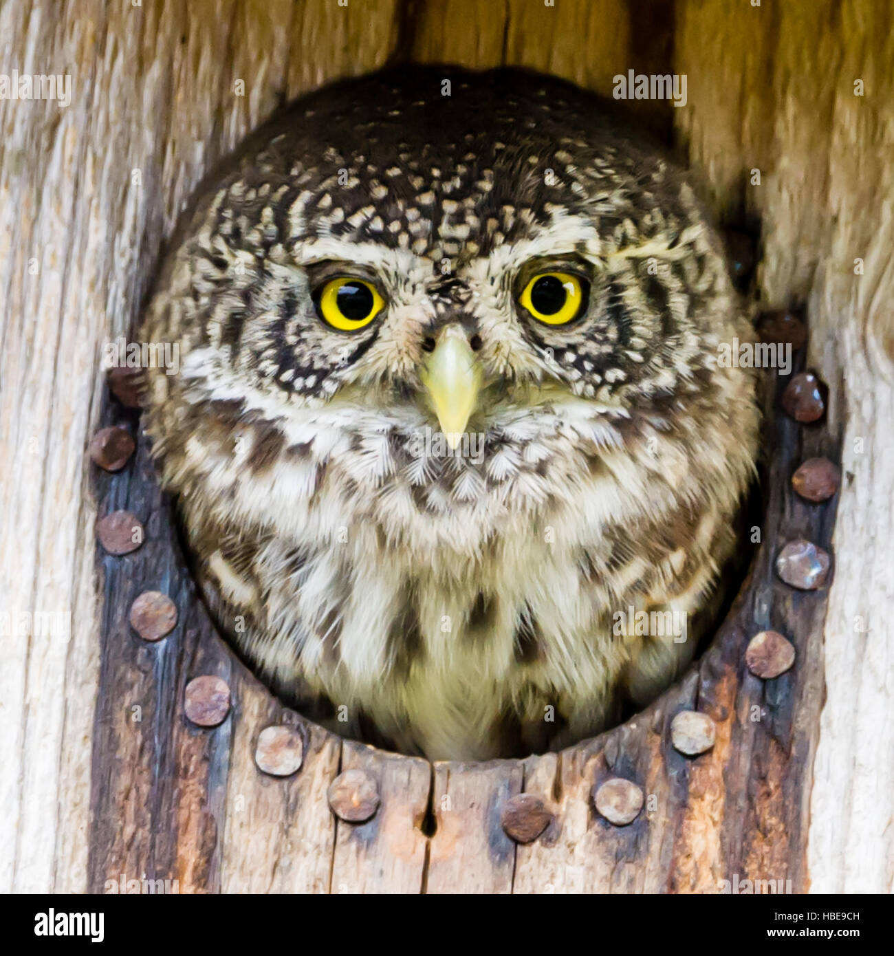 L'euroasiatica gufo pigmeo (Glaucidium passerinum) è il più piccolo gufo in Europa. Il gufo prede su uccelli, qui in un nido di starling. Foto Stock