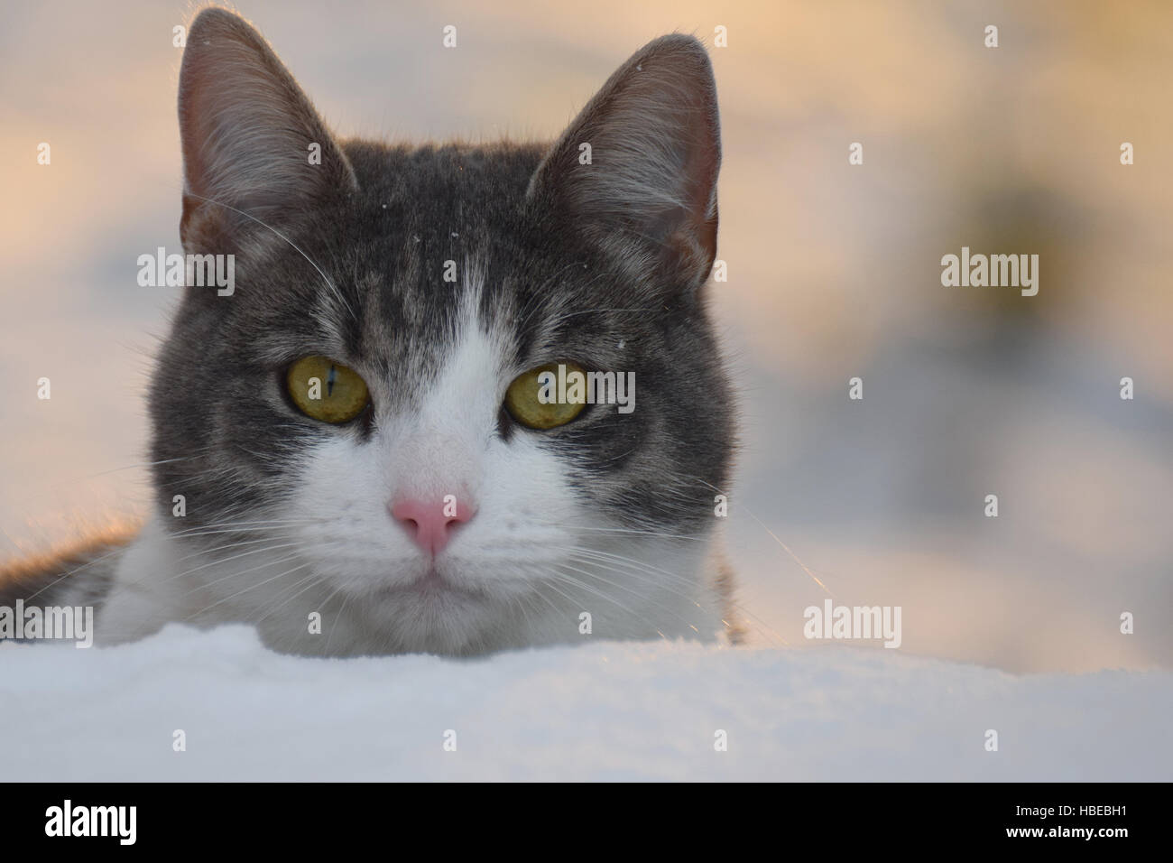Cat guardando la fotocamera su inverno. close up. Foto Stock