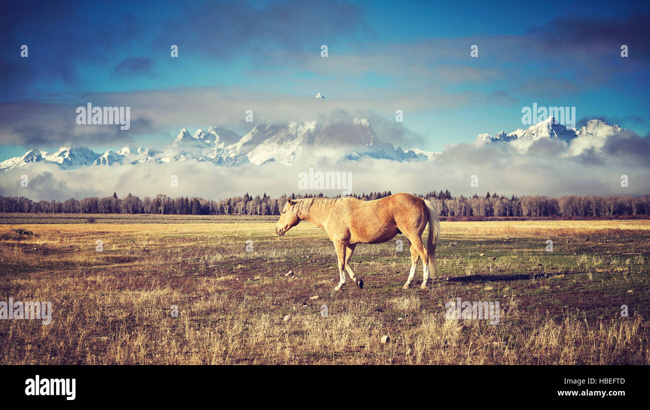 Retrò tonica cavallo al pascolo nel Parco Nazionale di Grand Teton, Wyoming negli Stati Uniti. Foto Stock