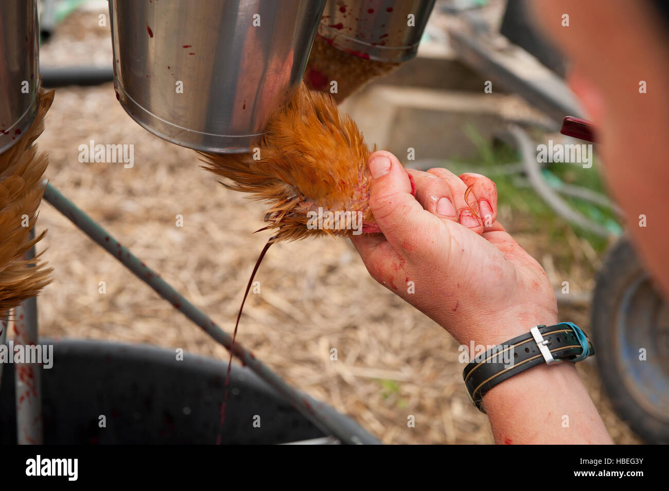 Un giovane agricoltore luoghi di polli in un cono di acciaio e quindi utilizzando una sharp rasoio, feritoie una vena nel bird's collo Foto Stock