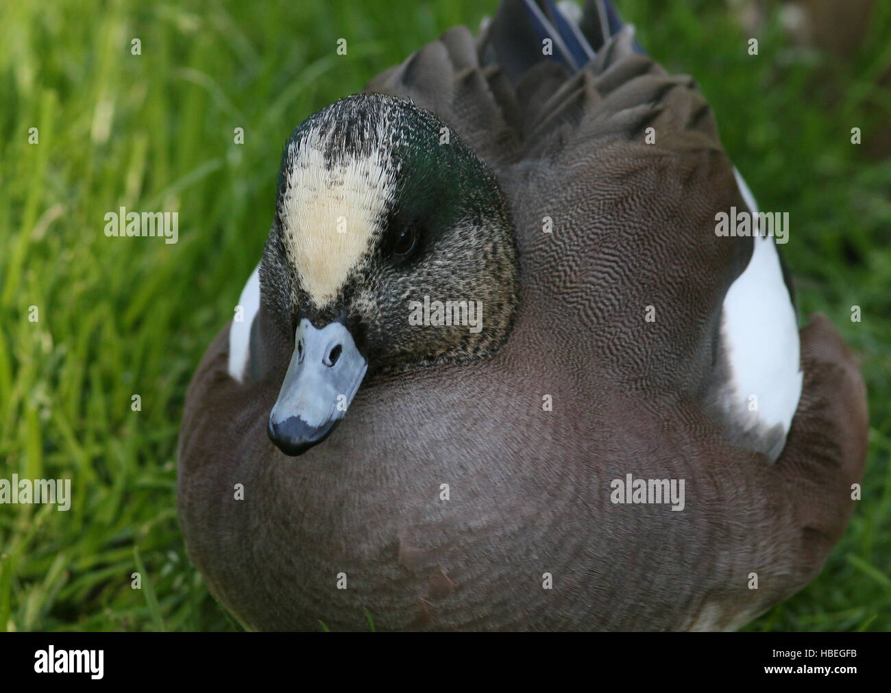 Maschio di North American wigeon (Anas Americana) Foto Stock