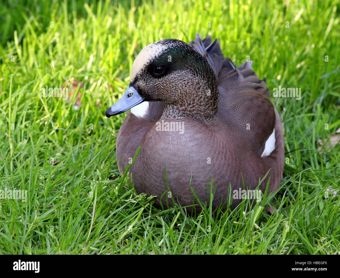 Maschio di North American wigeon (Anas Americana) Foto Stock