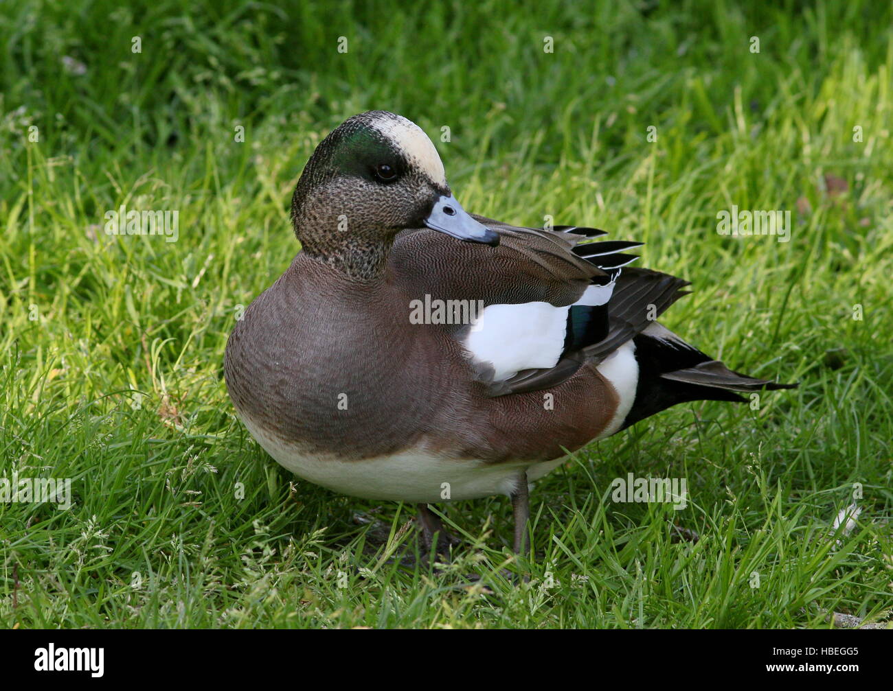 Maschio di North American wigeon (Anas Americana) Foto Stock