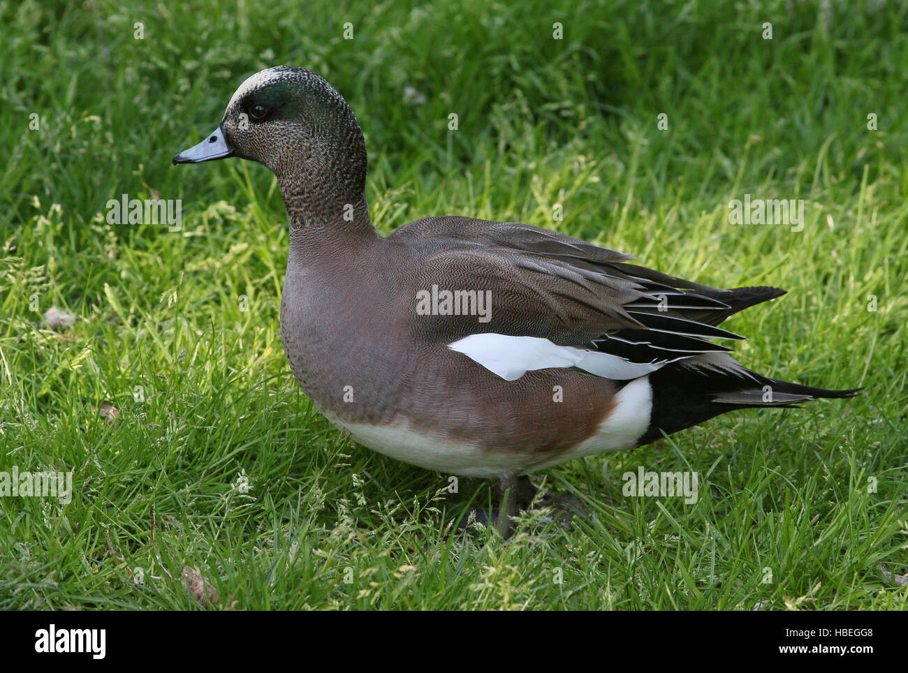 Maschio di North American wigeon (Anas Americana) Foto Stock