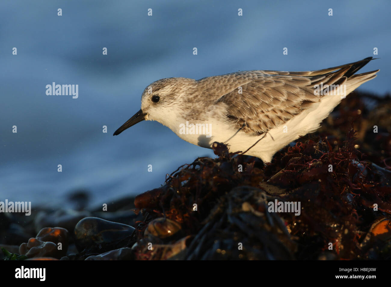 Sanderling (Calidris alba) ricerca intorno al litorale per il cibo negli ultimi giorni la luce del sole. Foto Stock