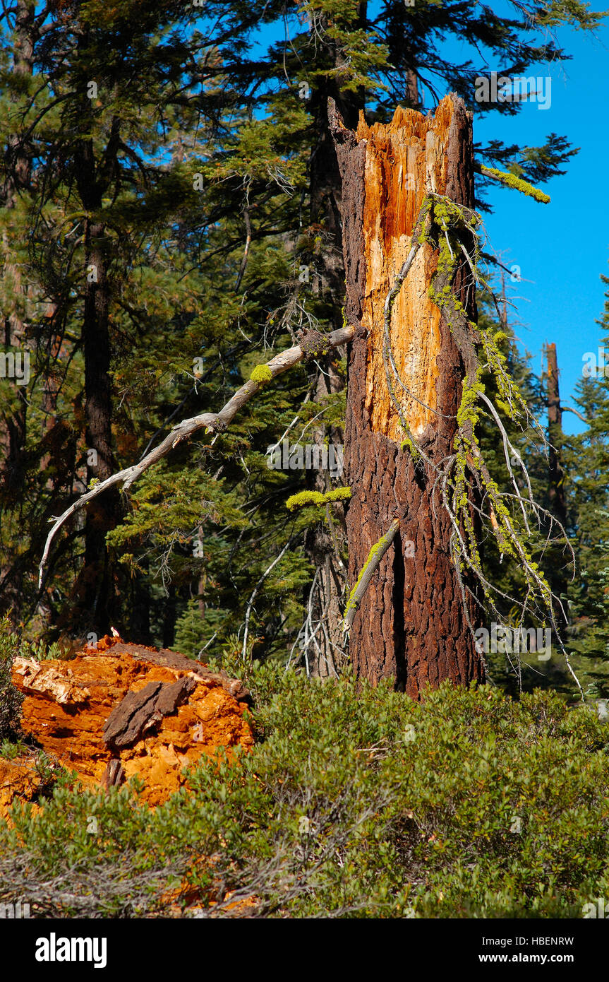 Scena di foresta, Lupo Lichen su Abete rosso moncone, Letharia vulpina, Abies magnifica, Taft Point Trail e il Parco Nazionale di Yosemite Foto Stock