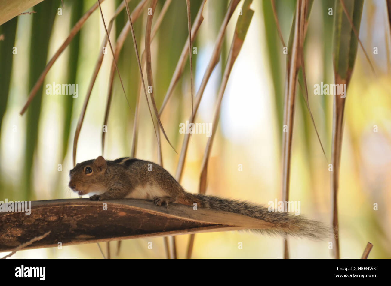 Indian palm scoiattolo (a tre strisce scoiattolo palm, Funambulus palmarum) presso il Palm. Goa, India Foto Stock
